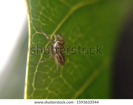 The small spider. Photo macro of small spider on a leaf.