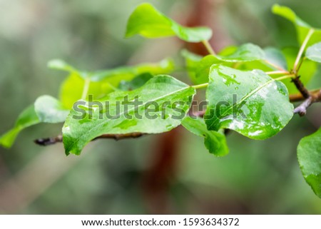 Apple tree leaves with drops of water after rain. Green natural background