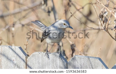 Mocking bird are really intelligent and aggressive birds