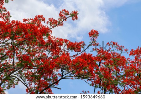 Pohon Natal Desember on an island in Indonesia. Delonix regia is a species of flowering plant in the bean family Fabaceae. Flowers of a flame tree. Multi-colored vibrant summertime outdoors.
