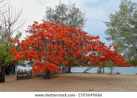 Pohon Natal Desember on an island in Indonesia. Delonix regia is a species of flowering plant in the bean family Fabaceae. Flowers of a flame tree. Multi-colored vibrant summertime outdoors.