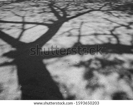 Picture of a black and white background of a tree shadow that appears on the road surface