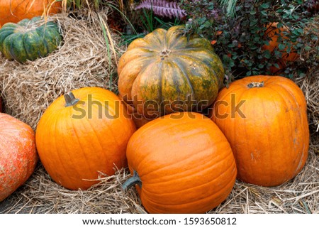 Beautiful ripe pumpkins lie on the straw. Farmers autumn harvest. Gorgeous autumn background with pumpkins.
