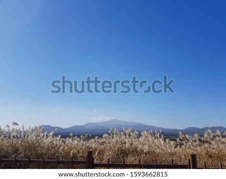Blue grass and mountain pampas grass