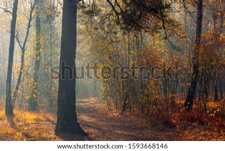 Forest. Autumn. A pleasant walk through the forest, dressed in an autumn outfit. The sun plays on the branches of trees and penetrates the entire forest with rays. Light fog makes the picture a little