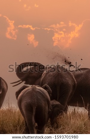 sunset with silhouettes of wild elephants in their natural environment in the African savannah