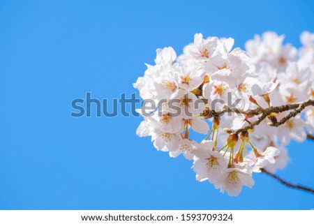 cherry blossoms spring time in japan background image
