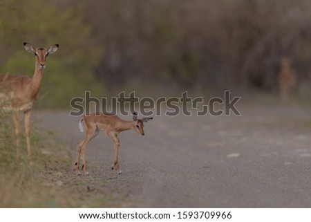A selective focus shot of a baby deer walking near its mother