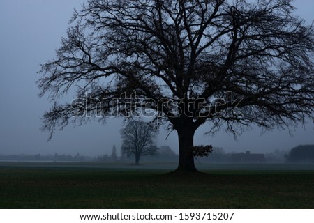 bare tree at sunset at a foggy morning