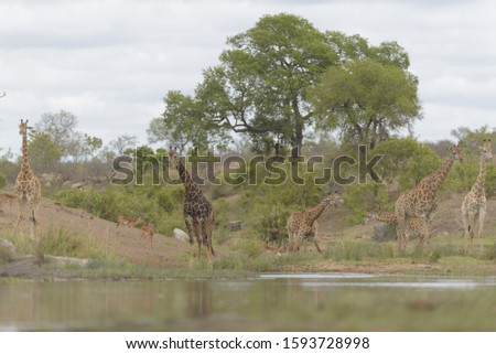 A selective focus shot of giraffes standing near a pond with green trees in the background