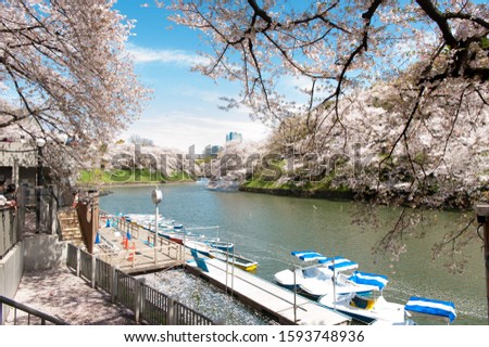 Beautiful  Cherry blossom festival at Chidorigafuchi Park,  Tokyo, Japan.