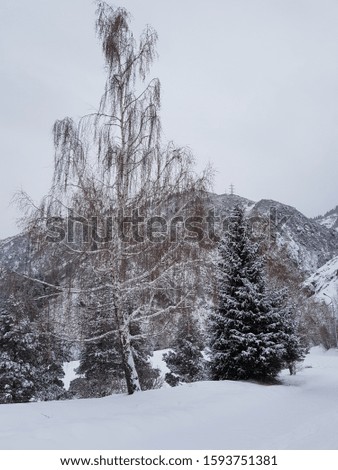 Landscape in a mountain forest on a winter morning.
