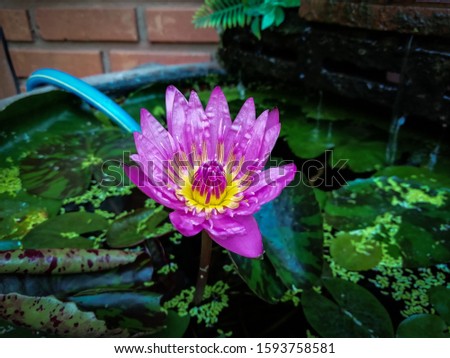 Pink lotus flower in the fountain