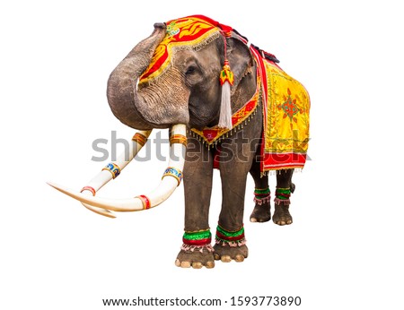 elephan raising  trunk ,elephant has beautiful and large isolated on white background. colorful painted elephant head ,Decorated elephants in Thailand.