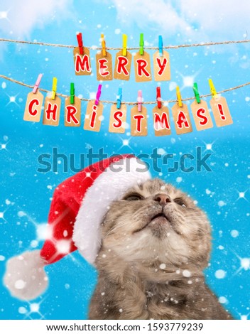 Christmas cat on a blue background with snowflakes, for postcards, banner. Front view. The cat in the cap of Santa Claus looks up at the inscription "Merry Christmas", close-up. 