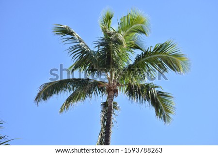 Miami beach palm tree silhouettes seen from low angle with bright blue sky in background on a sunny day