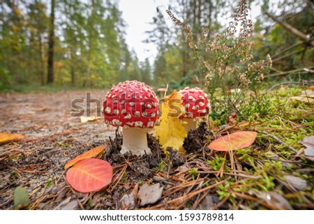Two beautiful little red fly agaric mushroom standing in a mixed forest on the forest floor beside a footpath in October in autumn in Bavaria, Germany