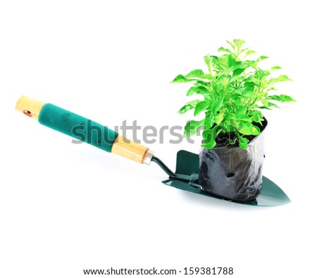 a green plant on white