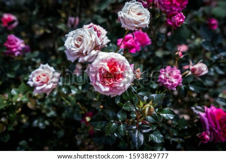 Roses at a private rose garden