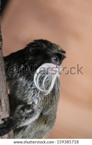 Emperor Tamarin monkey from the Amazon jungle stock, photo, photograph, image, picture, 