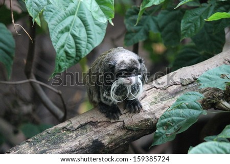 Emperor Tamarin monkey from the Amazon jungle with moustache  stock, photo, photograph, image, picture, 