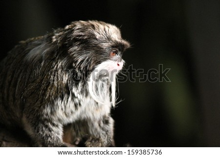 Emperor Tamarin monkey from the Amazon jungle stock, photo, photograph, image, picture, 