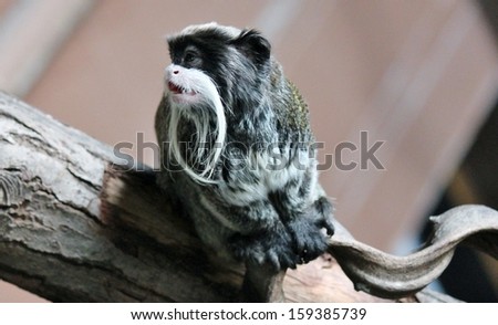 Emperor Tamarin monkey from the Amazon jungle Brazil with moustache stock, photo, photograph, image, picture, 