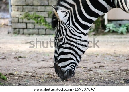 Black and white zebra abstract photo London zoo against wall of house stable animals   - stock photo, stock photograph, image, picture, stock, photo, 