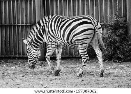zebra black and white contrast stock photo, stock photograph, image, picture, stock, photo, 