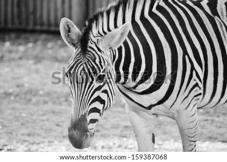 black and white Zebra abstract photo Striped at the London zoo stock photo, stock photograph, image, picture, stock, photo, 