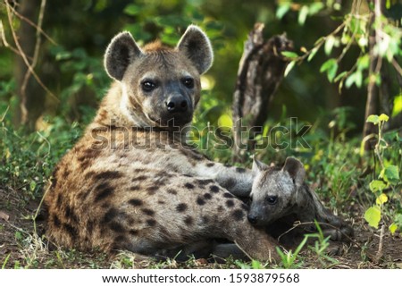 hyena in savannah in kenya