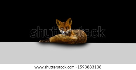 Wild fox lying on the ground on black background, staring straight into camera
