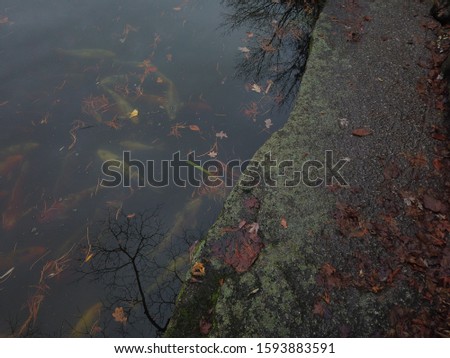 Koi fish pond with sleepy carps from above viewing