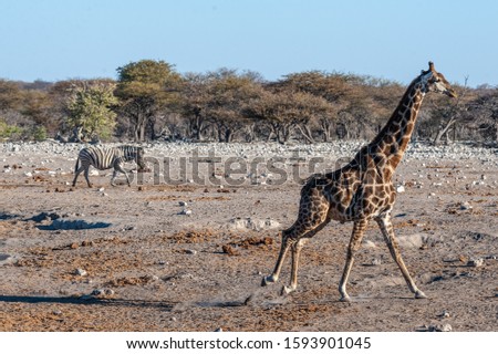 One Angolan Giraffe - Giraffa giraffa angolensis- galloping nervously on the plains of Etosha national park, Namibia.