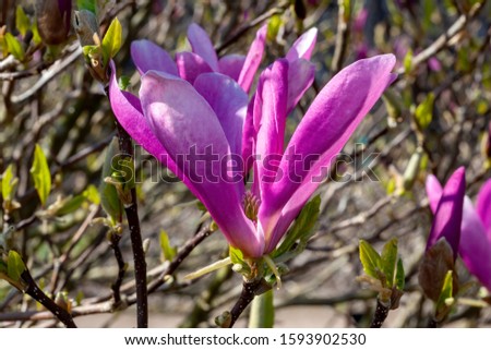 Magnolia Jane, a winter spring pink flower shrub or small tree