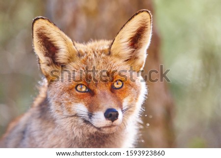 Fox head with geen background. Wildlife in the forest. Animal