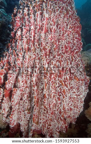 A giant barrel sponge covered in sea worms. Underwater photography. Philippines.