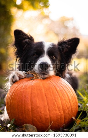 Border collie laying on a pumpkin. Really cute dog.