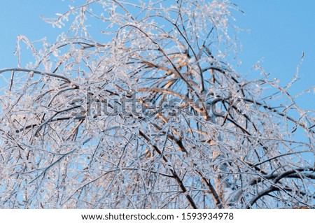 Winter wonderland: Tree branches covered with snow