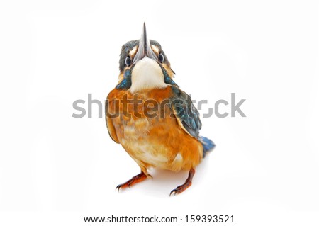 On a white background of kingfisher, close-up pictures 