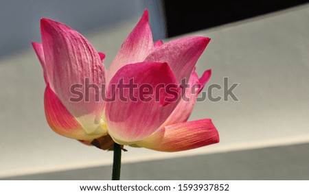  blooming lotus. Beautiful lotus flower background, natural background.