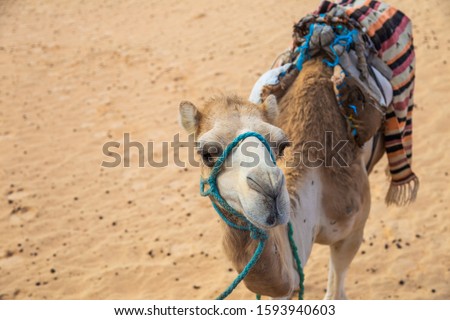 Point of view photography of head of brown camel at desert landscape isolated on sand background. Picture made by person sitting on back of animal riding camel during excursion tour in Sahara desert.