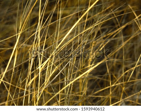 dry autumn grass bends in the wind