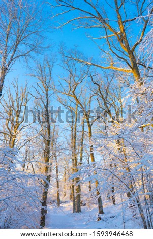 Bright winter day in Sweden. Frosted trees and snowy ground. Winter in scandinavia. Landscape wallpaper. Nature photo.
