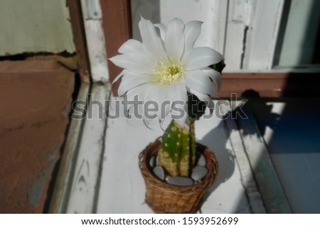 White cactus flower that blossoms just one day then it dies