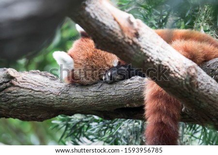 Red panda (Ailurus fulgens). Lazy red panda bear in tree.