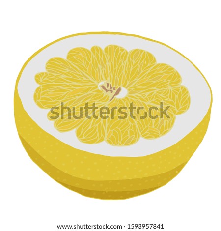

Green sweet grapefruit isolated vector illustration on white background.
A half of green sweet grapefruit vector illustration isolated on white background