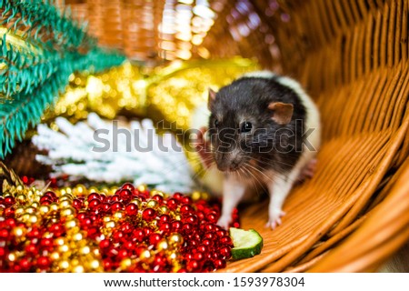 Year of the cute rat. Cute domestic rat in a New Year's decor. Symbol of the year 2020 is a rat.