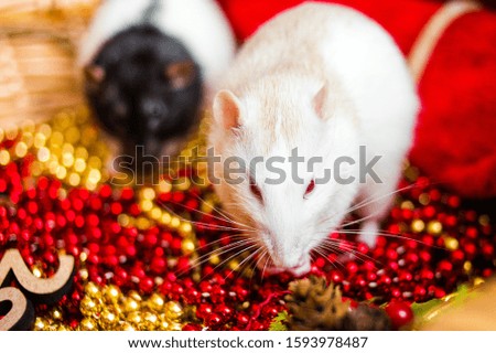 Year of the cute rat. Cute domestic rat in a New Year's decor. Symbol of the year 2020 is a rat.