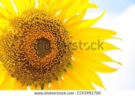 Sunflower in the field and closed on the background of the blue sky Tropical rainy season in Thailand, Southeast Asia

